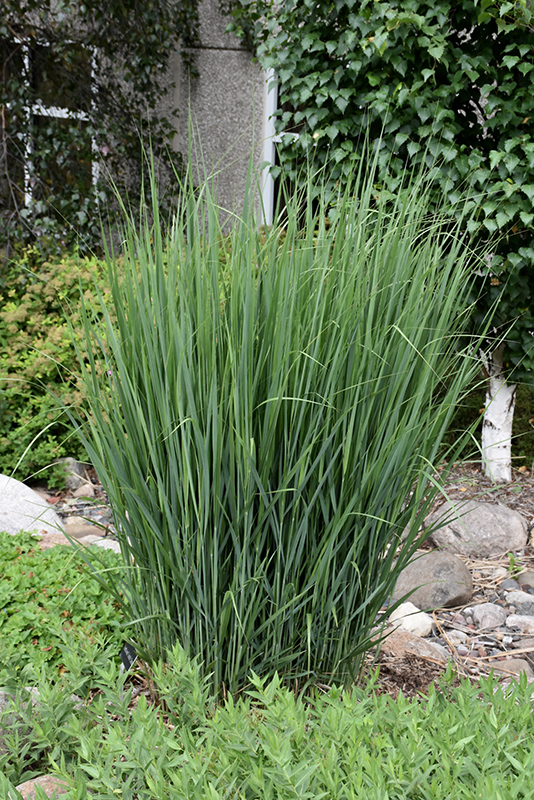 Northwind Switch Grass (Panicum virgatum 'Northwind') at Family Tree Nursery