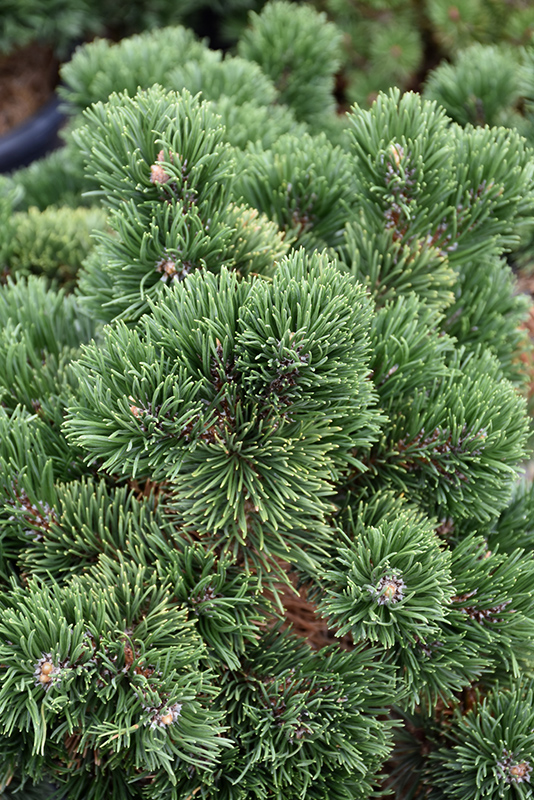 Jakobsen Mugo Pine (Pinus mugo 'Jakobsen') at Family Tree Nursery