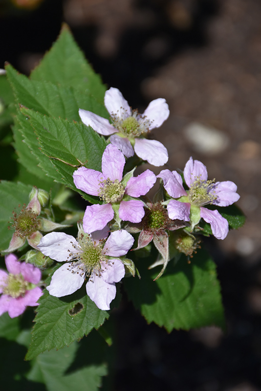 Click to view a full-size photo of Chester Thornless Blackberry (Rubus 'Chester') at Family Tree Nursery Chester Thornless Blackberry (Rubus 'Chester') at Family Tree Nursery
