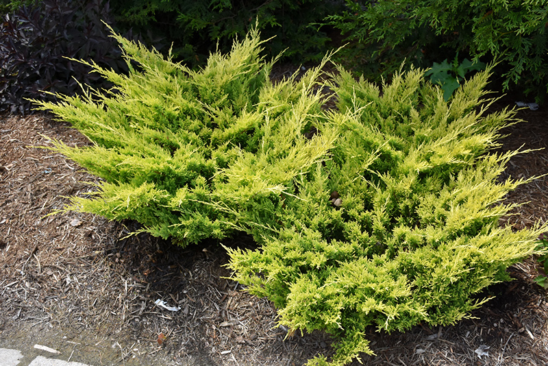 Good Vibrations Gold Juniper (Juniperus horizontalis 'Hegedus') at Family Tree Nursery