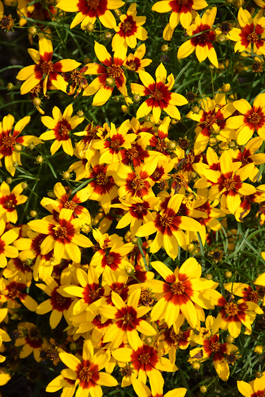 Sizzle And Spice Curry Up Tickseed (Coreopsis verticillata 'Curry Up') at Family Tree Nursery