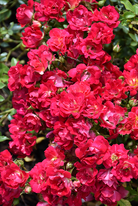 Red Drift Rose (Rosa 'Meigalpio') at Family Tree Nursery