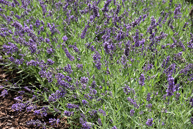 Lavance Purple Lavender (Lavandula angustifolia 'Lavance Purple') at Family Tree Nursery