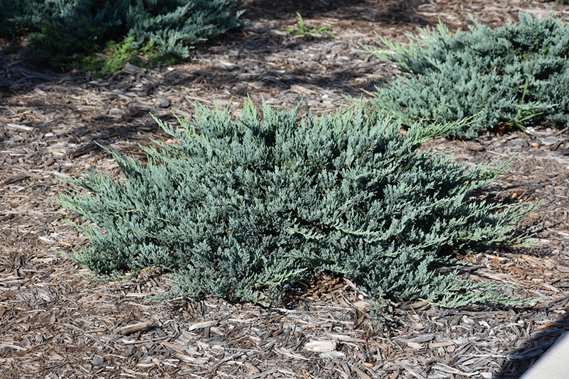Blue Chip Juniper (Juniperus horizontalis 'Blue Chip') at Family Tree Nursery