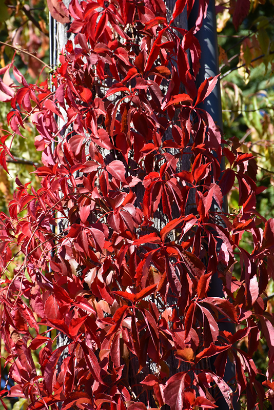 Click to view a full-size photo of Red Wall Virginia Creeper (Parthenocissus quinquefolia 'Troki') at Family Tree Nursery Red Wall Virginia Creeper (Parthenocissus quinquefolia 'Troki') at Family Tree Nursery