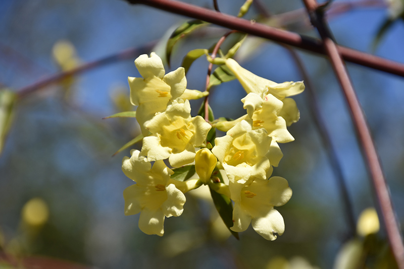 Click to view a full-size photo of Margarita Carolina Jessamine (Gelsemium sempervirens 'Margarita') at Family Tree Nursery Margarita Carolina Jessamine (Gelsemium sempervirens 'Margarita') at Family Tree Nursery