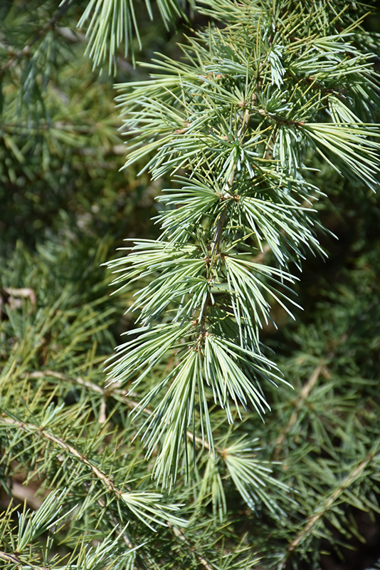 Snow Sprite Deodar Cedar (Cedrus deodara 'Snow Sprite') at Family Tree Nursery