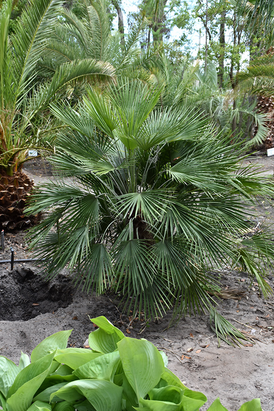 Mediterranean Fan Palm (Chamaerops humilis) at Family Tree Nursery