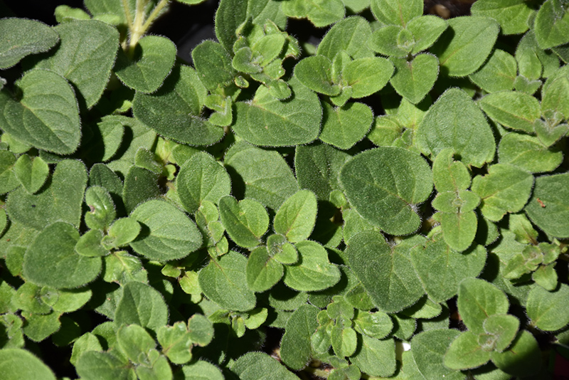 Hot And Spicy Oregano (Origanum 'Hot And Spicy') at Family Tree Nursery