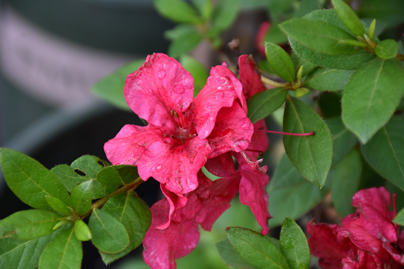 Click to view a full-size photo of ReBLOOM Red Magnificence Azalea (Rhododendron 'RLH1-10P18') at Family Tree Nursery ReBLOOM Red Magnificence Azalea (Rhododendron 'RLH1-10P18') at Family Tree Nursery