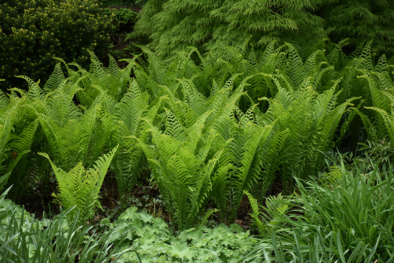 Ostrich Fern (Matteuccia struthiopteris) at Family Tree Nursery