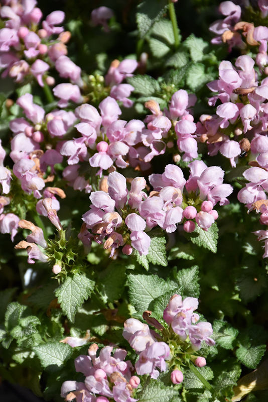 Pink Pewter Spotted Dead Nettle (Lamium maculatum 'Pink Pewter') at Family Tree Nursery