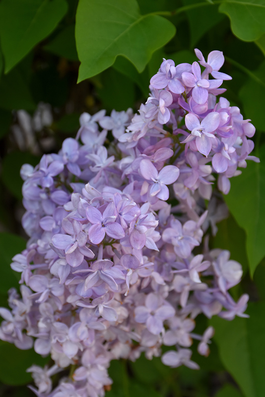 Click to view a full-size photo of Scentara Double Blue Lilac (Syringa x hyacinthiflora 'SMNSHBBL') at Family Tree Nursery Scentara Double Blue Lilac (Syringa x hyacinthiflora 'SMNSHBBL') at Family Tree Nursery