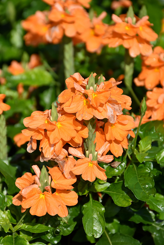 Click to view a full-size photo of Orange Marmalade Firecracker Plant (Crossandra infundibuliformis 'Orange Marmalade') at Family Tree Nursery Orange Marmalade Firecracker Plant (Crossandra infundibuliformis 'Orange Marmalade') at Family Tree Nursery