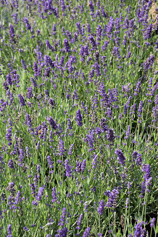 Big Time Blue Lavender (Lavandula angustifolia 'Armtipp01') at Family Tree Nursery