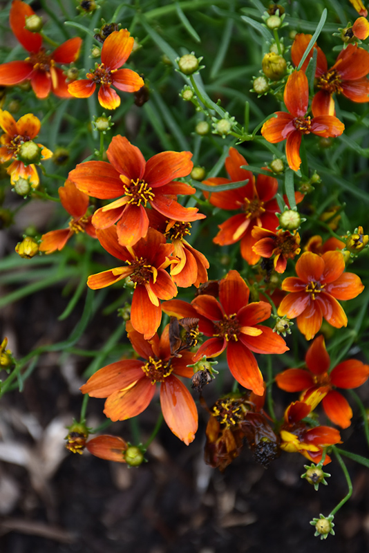 Sizzle And Spice Crazy Cayenne Tickseed (Coreopsis verticillata 'Crazy Cayenne') at Family Tree Nursery