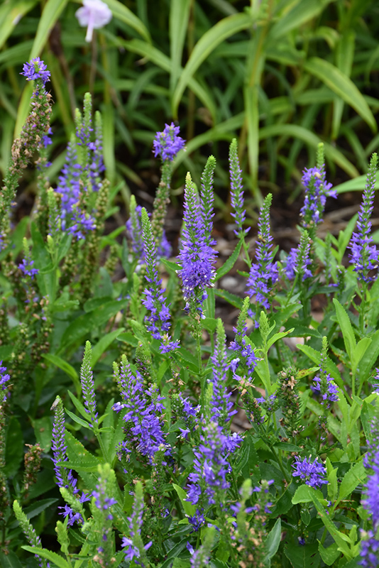 Royal Rembrandt Speedwell (Veronica 'Royal Rembrandt') at Family Tree Nursery