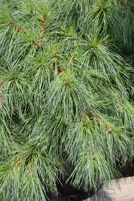 Niagara Falls Eastern White Pine (Pinus strobus 'Niagara Falls') at Family Tree Nursery