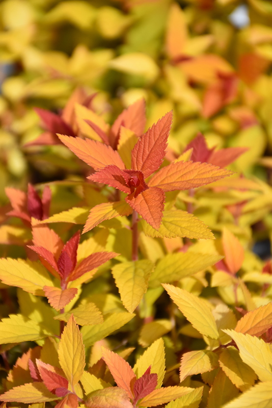 Double Play Candy Corn Spirea (Spiraea japonica 'NCSX1') at Family Tree Nursery