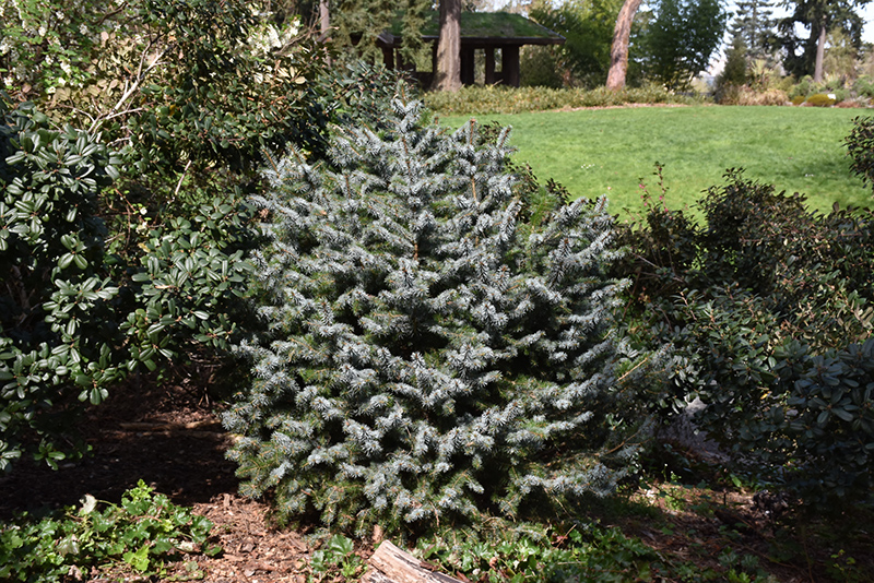 Papoose Dwarf Sitka Spruce (Picea sitchensis 'Papoose') at Family Tree Nursery