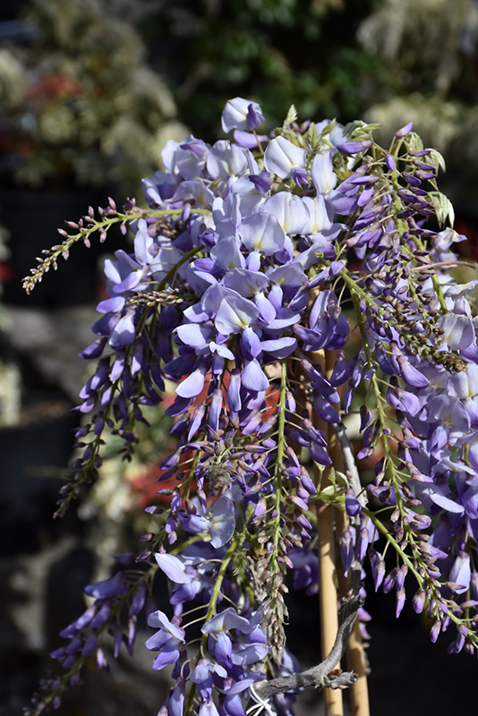 Click to view a full-size photo of Texas Purple Japanese Wisteria (Wisteria floribunda 'Texas Purple') at Family Tree Nursery Texas Purple Japanese Wisteria (Wisteria floribunda 'Texas Purple') at Family Tree Nursery