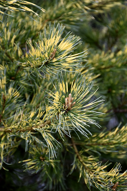 Click to view a full-size photo of Ogon Janome Japanese White Pine (Pinus parviflora 'Ogon Janome') at Family Tree Nursery Ogon Janome Japanese White Pine (Pinus parviflora 'Ogon Janome') at Family Tree Nursery