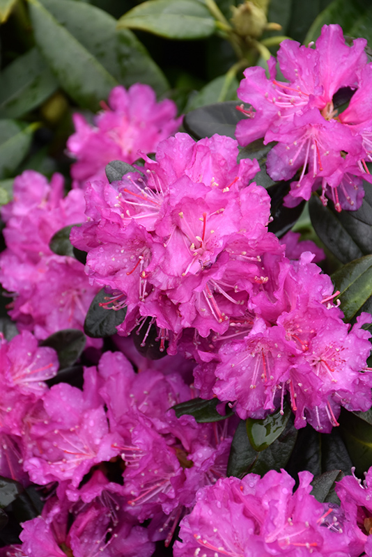Click to view a full-size photo of P.J.M. Elite Star Rhododendron (Rhododendron 'P.J.M. Elite Star') at Family Tree Nursery P.J.M. Elite Star Rhododendron (Rhododendron 'P.J.M. Elite Star') at Family Tree Nursery