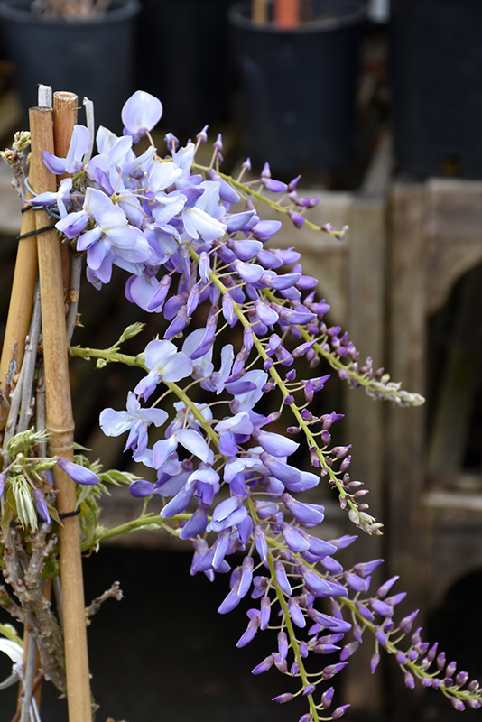 Click to view a full-size photo of Texas Purple Japanese Wisteria (Wisteria floribunda 'Texas Purple') at Family Tree Nursery Texas Purple Japanese Wisteria (Wisteria floribunda 'Texas Purple') at Family Tree Nursery