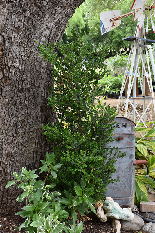 Green Tower Boxwood (Buxus sempervirens 'Monrue') at Family Tree Nursery