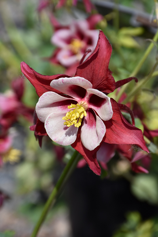 Swan Red and White Columbine (Aquilegia 'Swan Red and White') at Family Tree Nursery