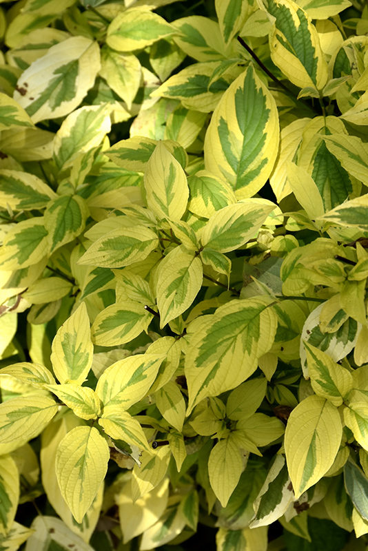 Click to view a full-size photo of Hedgerows Gold Variegated Red-Twig Dogwood (Cornus sericea 'Hedgerows Gold') at Family Tree Nursery Hedgerows Gold Variegated Red-Twig Dogwood (Cornus sericea 'Hedgerows Gold') at Family Tree Nursery