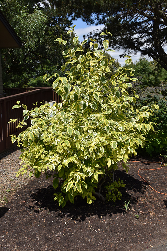 Click to view a full-size photo of Hedgerows Gold Variegated Red-Twig Dogwood (Cornus sericea 'Hedgerows Gold') at Family Tree Nursery Hedgerows Gold Variegated Red-Twig Dogwood (Cornus sericea 'Hedgerows Gold') at Family Tree Nursery
