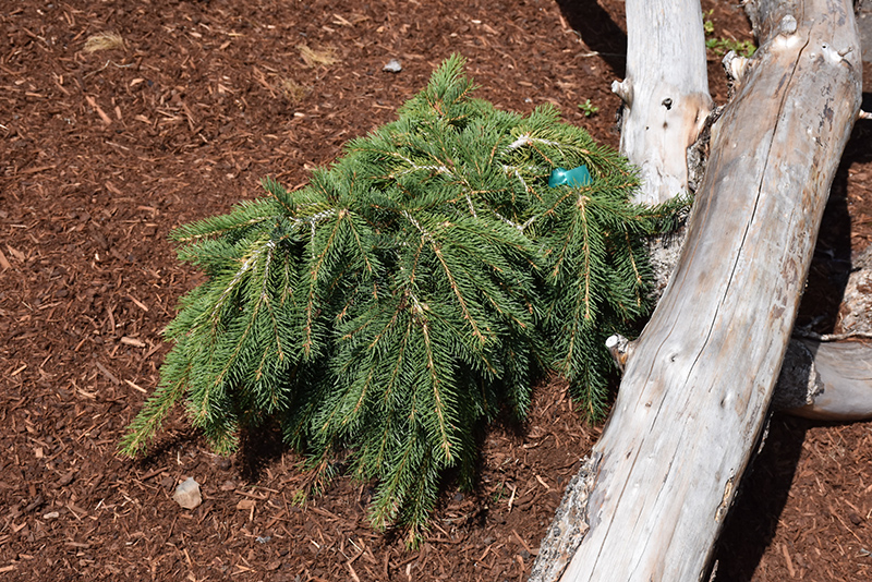 Formanek Norway Spruce (Picea abies 'Formanek') at Family Tree Nursery