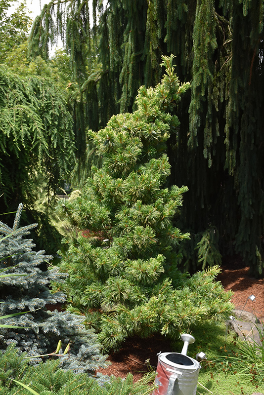 Goldilocks White Pine (Pinus parviflora 'Goldilocks') at Family Tree Nursery