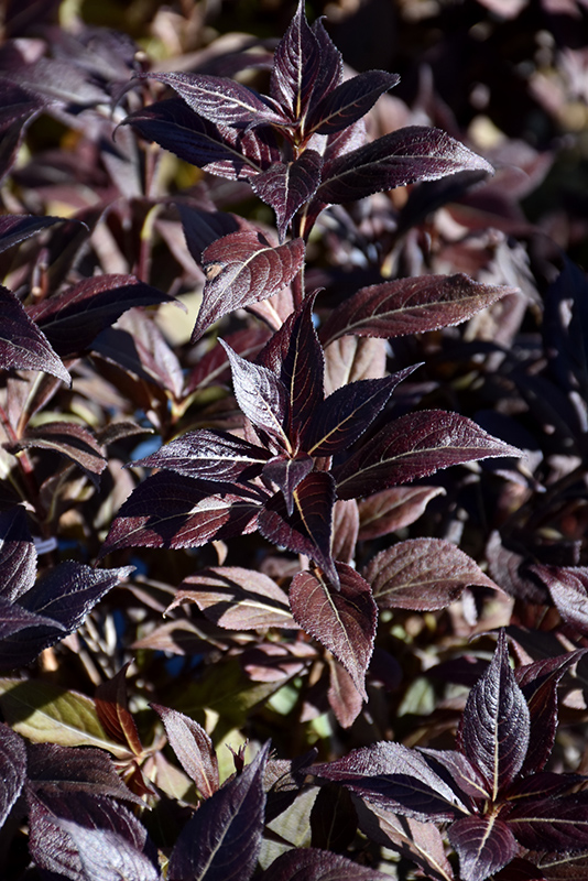 Click to view a full-size photo of Date Night Stunner Weigela (Weigela florida 'Spring 2') at Family Tree Nursery Date Night Stunner Weigela (Weigela florida 'Spring 2') at Family Tree Nursery