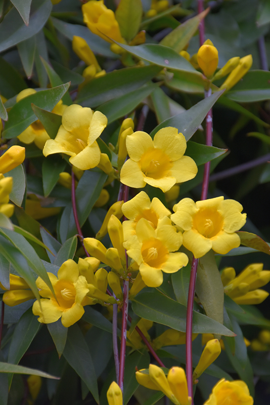 Click to view a full-size photo of Margarita Carolina Jessamine (Gelsemium sempervirens 'Margarita') at Family Tree Nursery Margarita Carolina Jessamine (Gelsemium sempervirens 'Margarita') at Family Tree Nursery