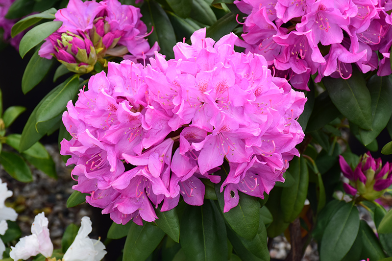 Roseum Pink Rhododendron (Rhododendron catawbiense 'Roseum Pink') at Family Tree Nursery