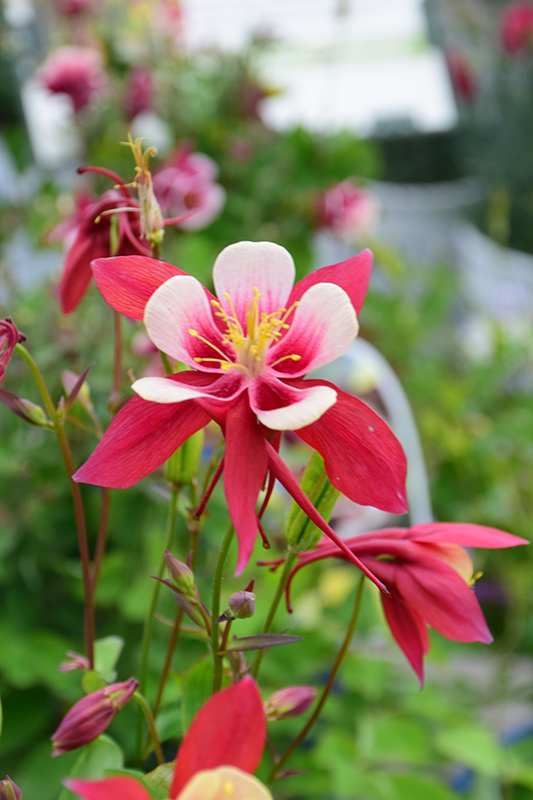 Origami Red and White Columbine (Aquilegia 'Origami Red and White') at Family Tree Nursery