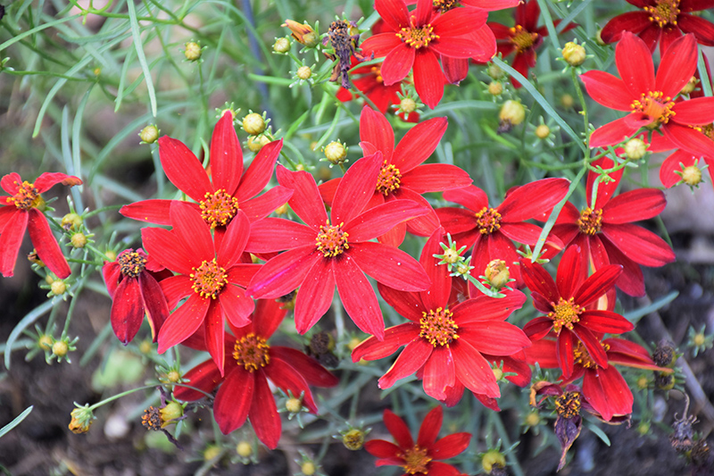 Sizzle And Spice Hot Paprika Tickseed (Coreopsis verticillata 'Hot Paprika') at Family Tree Nursery