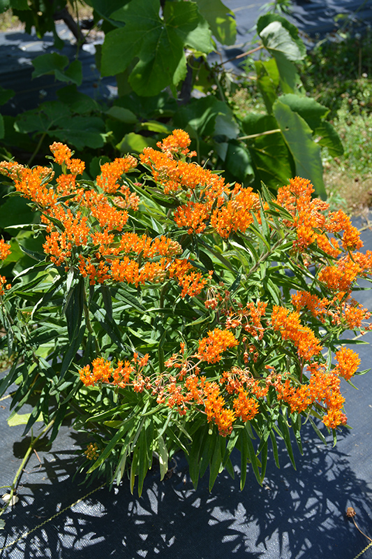 Butterfly Weed (Asclepias tuberosa) at Family Tree Nursery