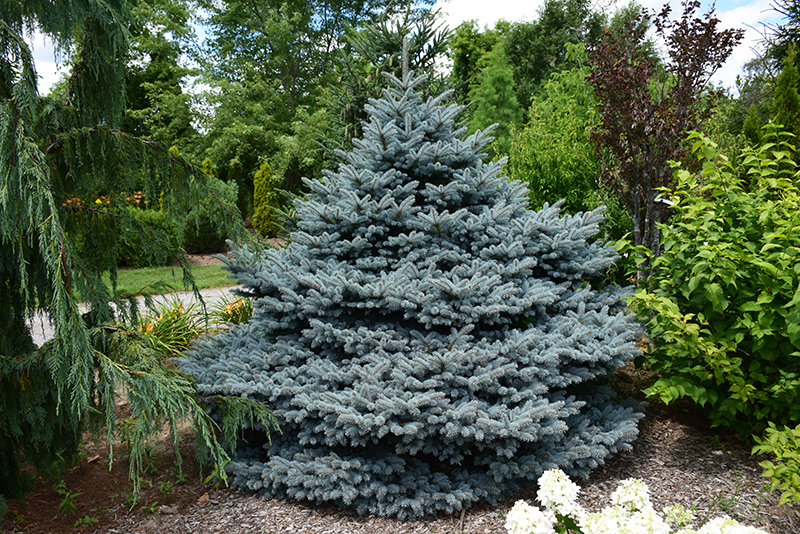Montgomery Blue Spruce (Picea pungens 'Montgomery') at Family Tree Nursery