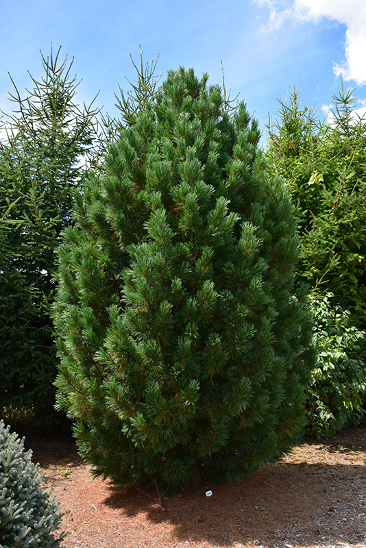 Blue Swiss Stone Pine (Pinus cembra 'Glauca') at Family Tree Nursery