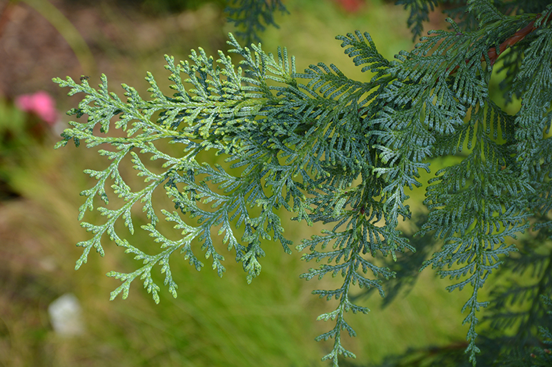Click to view a full-size photo of Blue Korean Arborvitae (Thuja koraiensis 'Glauca') at Family Tree Nursery Blue Korean Arborvitae (Thuja koraiensis 'Glauca') at Family Tree Nursery
