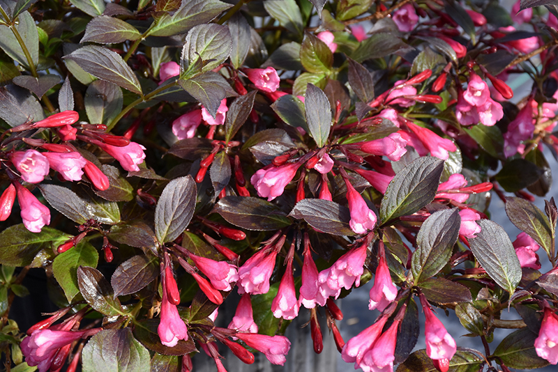 Click to view a full-size photo of Very Fine Wine Weigela (Weigela florida 'SMNWFDFPD') at Family Tree Nursery Very Fine Wine Weigela (Weigela florida 'SMNWFDFPD') at Family Tree Nursery