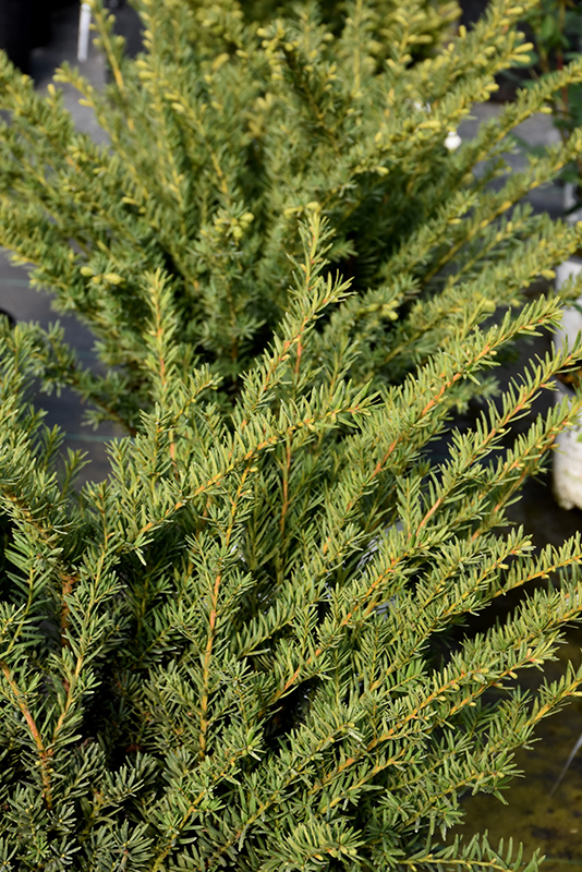Click to view a full-size photo of Stonehenge Dark Druid Yew (Taxus x media 'SMNTHDB') at Family Tree Nursery Stonehenge Dark Druid Yew (Taxus x media 'SMNTHDB') at Family Tree Nursery