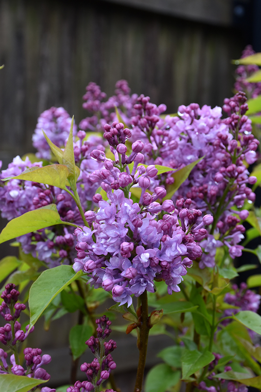 Click to view a full-size photo of Scentara Double Blue Lilac (Syringa x hyacinthiflora 'SMNSHBBL') at Family Tree Nursery Scentara Double Blue Lilac (Syringa x hyacinthiflora 'SMNSHBBL') at Family Tree Nursery