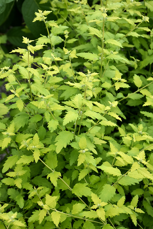 Click to view a full-size photo of Sunshine Blue II Caryopteris (Caryopteris incana 'SMNCVH') at Family Tree Nursery Sunshine Blue II Caryopteris (Caryopteris incana 'SMNCVH') at Family Tree Nursery