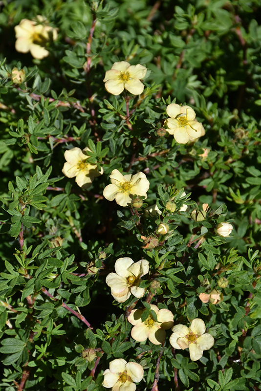 Click to view a full-size photo of Gingersnap Potentilla (Potentilla fruticosa 'Hachapp') at Family Tree Nursery Gingersnap Potentilla (Potentilla fruticosa 'Hachapp') at Family Tree Nursery