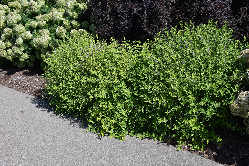 Click to view a full-size photo of Sunshine Blue II Caryopteris (Caryopteris incana 'SMNCVH') at Family Tree Nursery Sunshine Blue II Caryopteris (Caryopteris incana 'SMNCVH') at Family Tree Nursery
