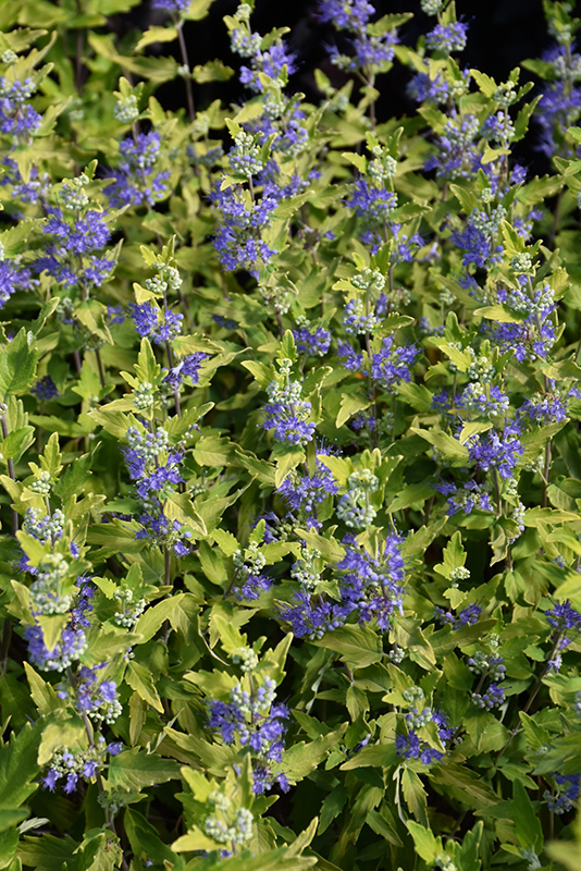 Click to view a full-size photo of Sunshine Blue II Caryopteris (Caryopteris incana 'SMNCVH') at Family Tree Nursery Sunshine Blue II Caryopteris (Caryopteris incana 'SMNCVH') at Family Tree Nursery